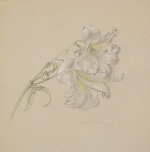 Lily by Albert Williams